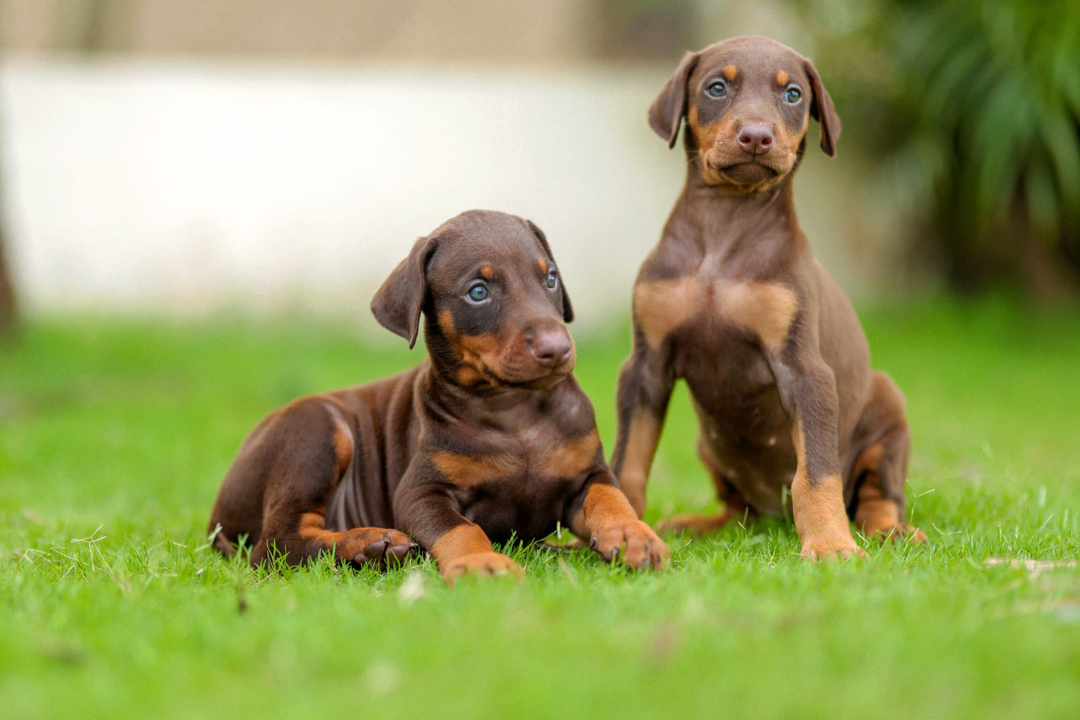 dodberman dog breeder in mumbai