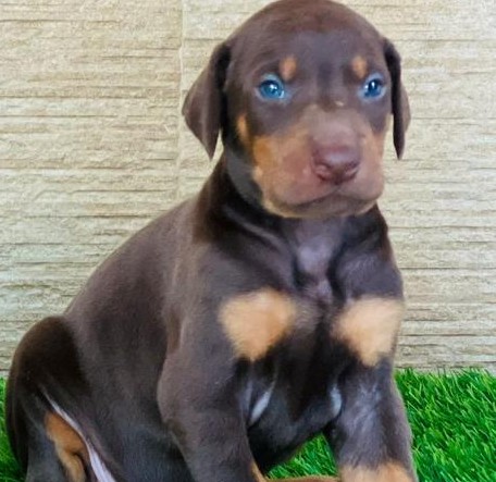 doberman dog price in mumbai