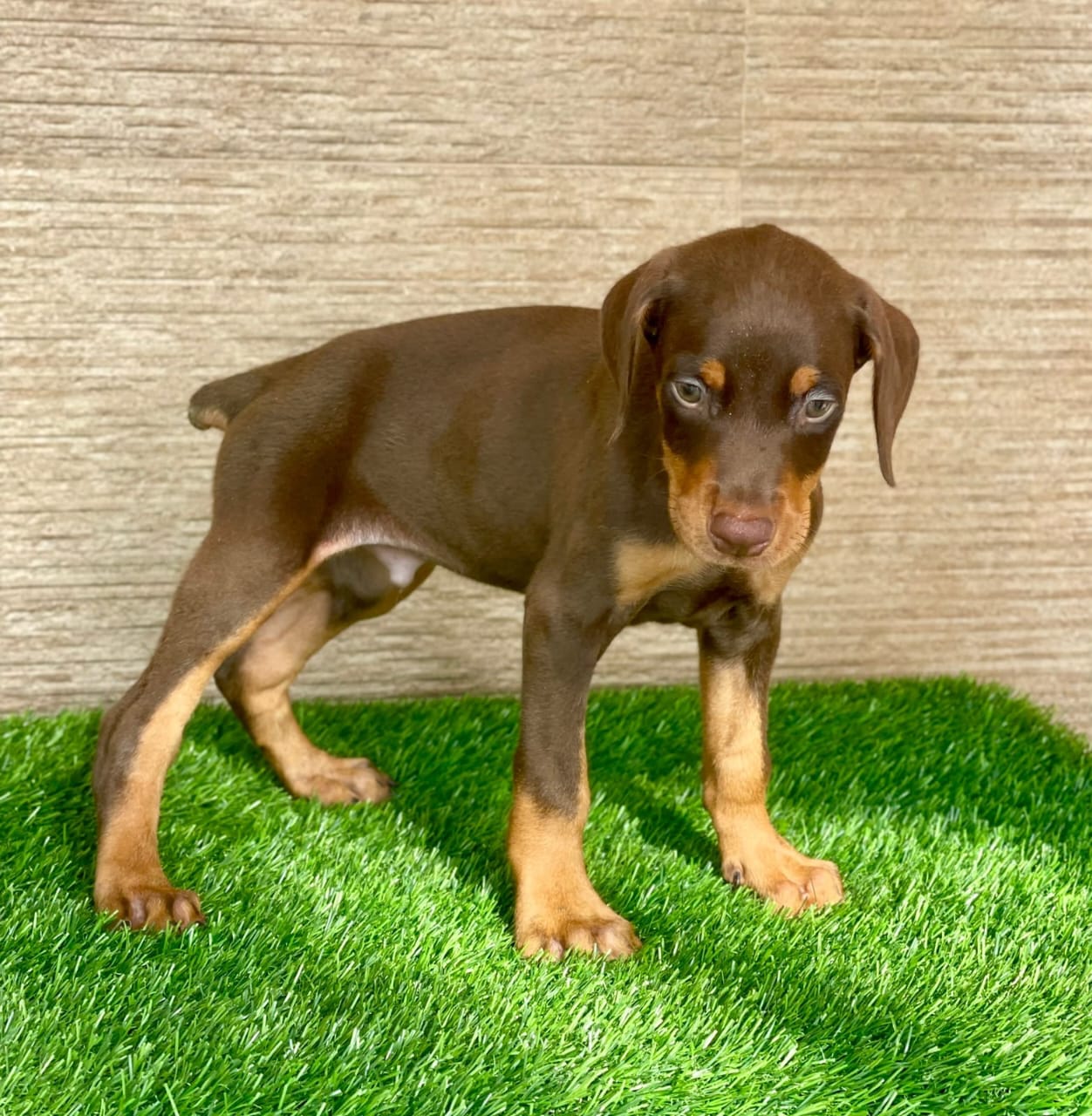 doberman pet shop in mumbai