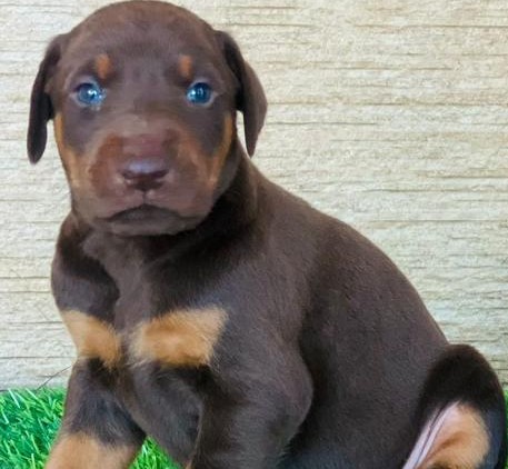 buy doberman puppies for sale online in mumbai