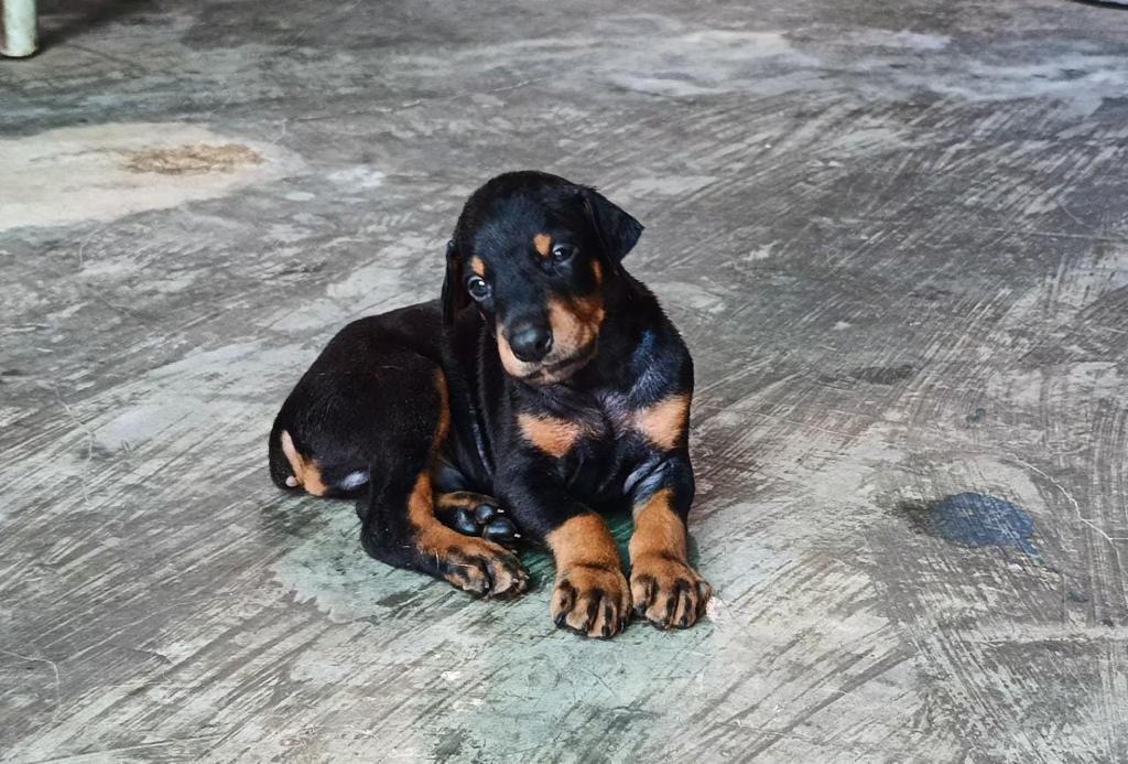 doberman puppy price in mumbai