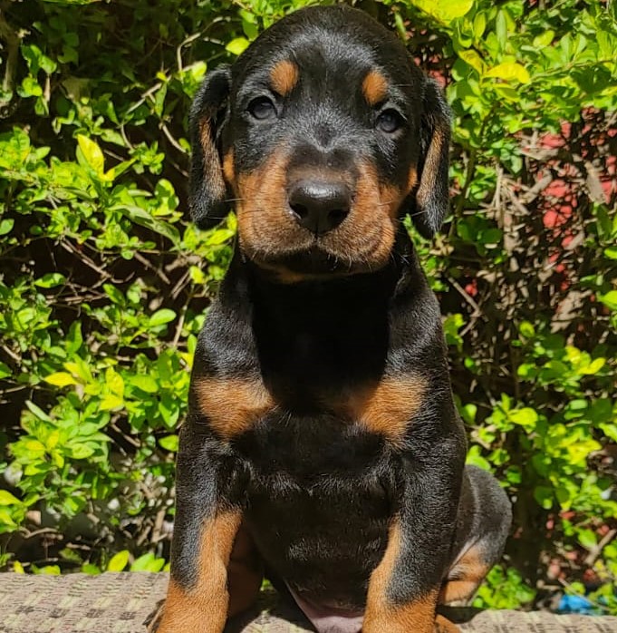 doberman male puppies for sale in mumbai