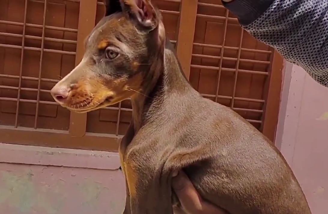 Doberman price in Bangalore