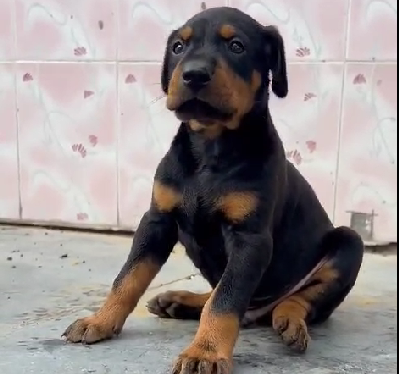 Doberman male puppy price in Bangalore