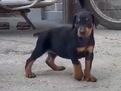 Doberman dog price in Bangalore