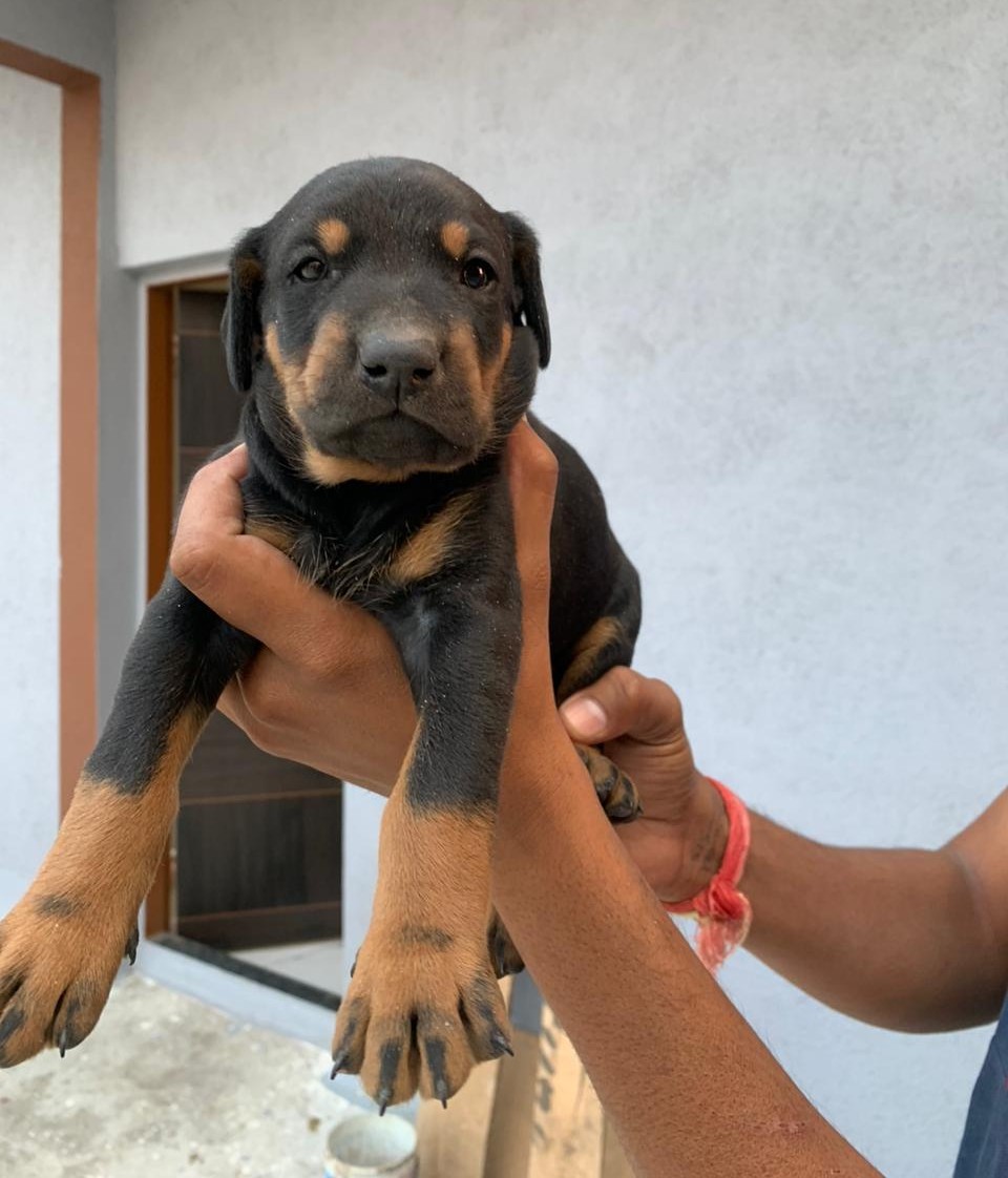 Doberman dog for sale in Bangalore