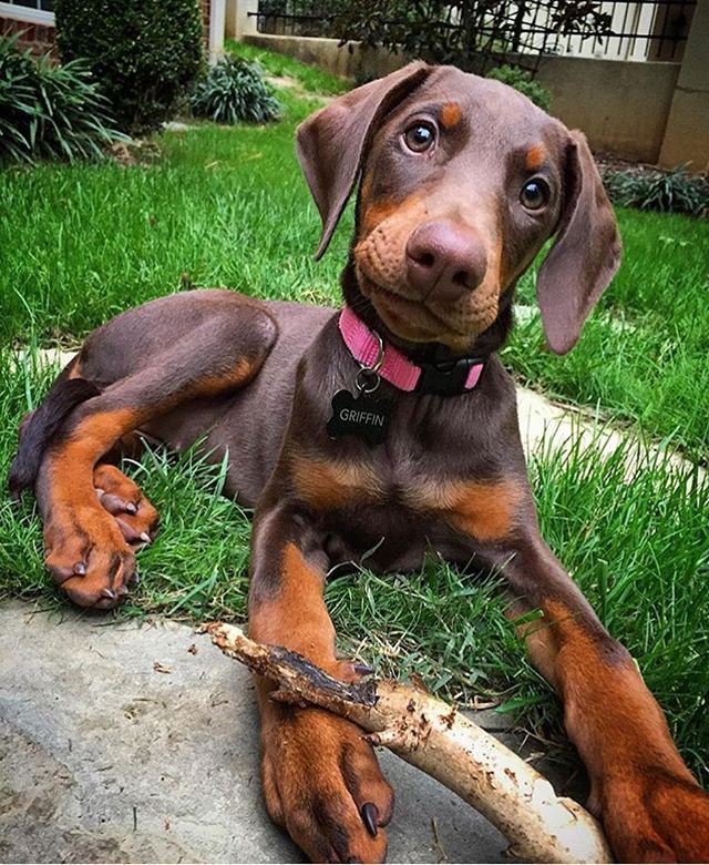 Doberman dog kennel in Bangalore