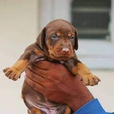 Doberman female puppy price in Bangalore