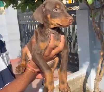 doberman dog breeder in pune