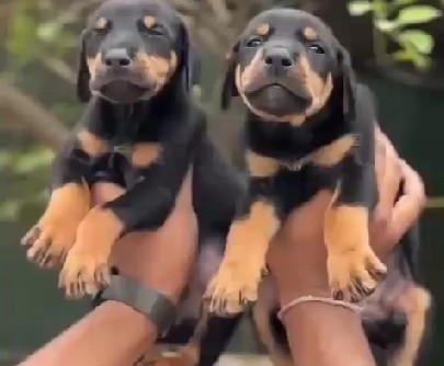 doberman puppies for sale online in pune