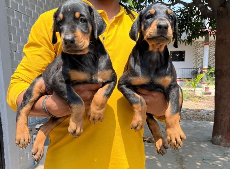 doberman dog price in pune