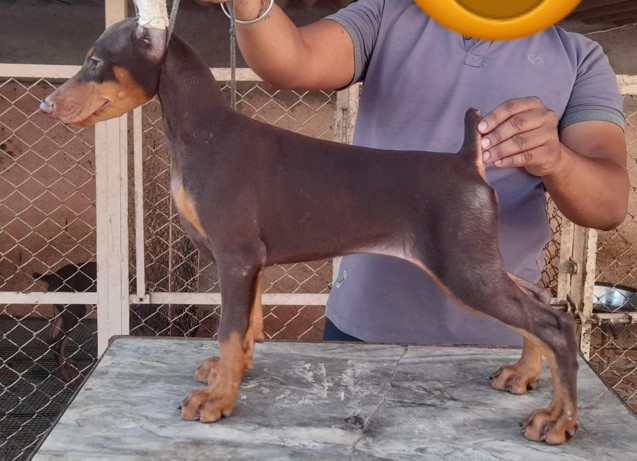 buy doberman puppies online in pune