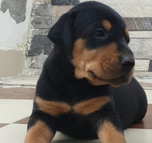 doberman male puppies price in pune