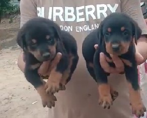 doberman puppy for sale in pune