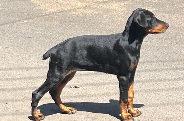 pure bred doberman puppies price in pune