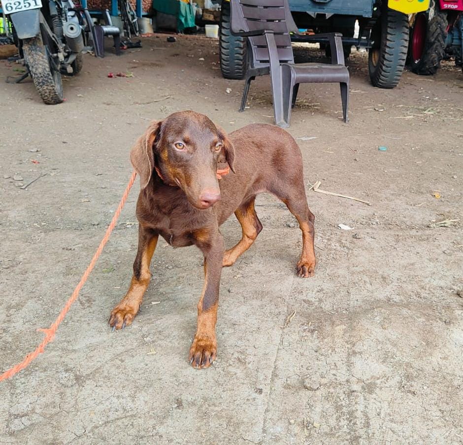 doberman dog price in kolkata