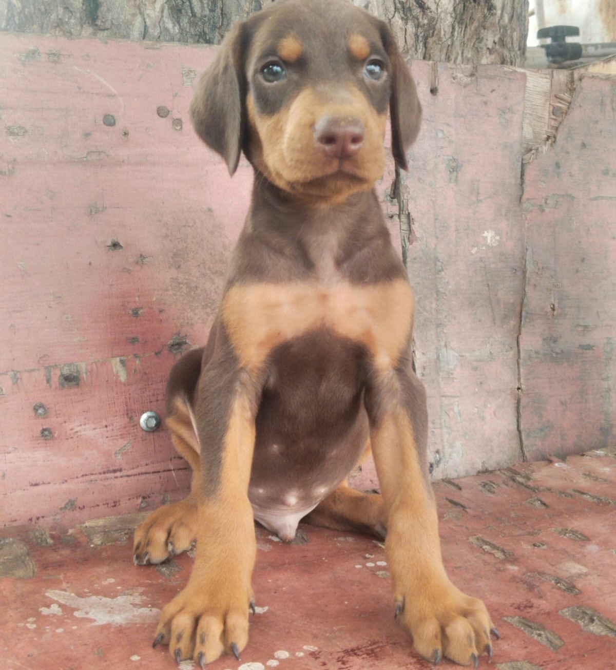 buy doberman puppy in kolkata