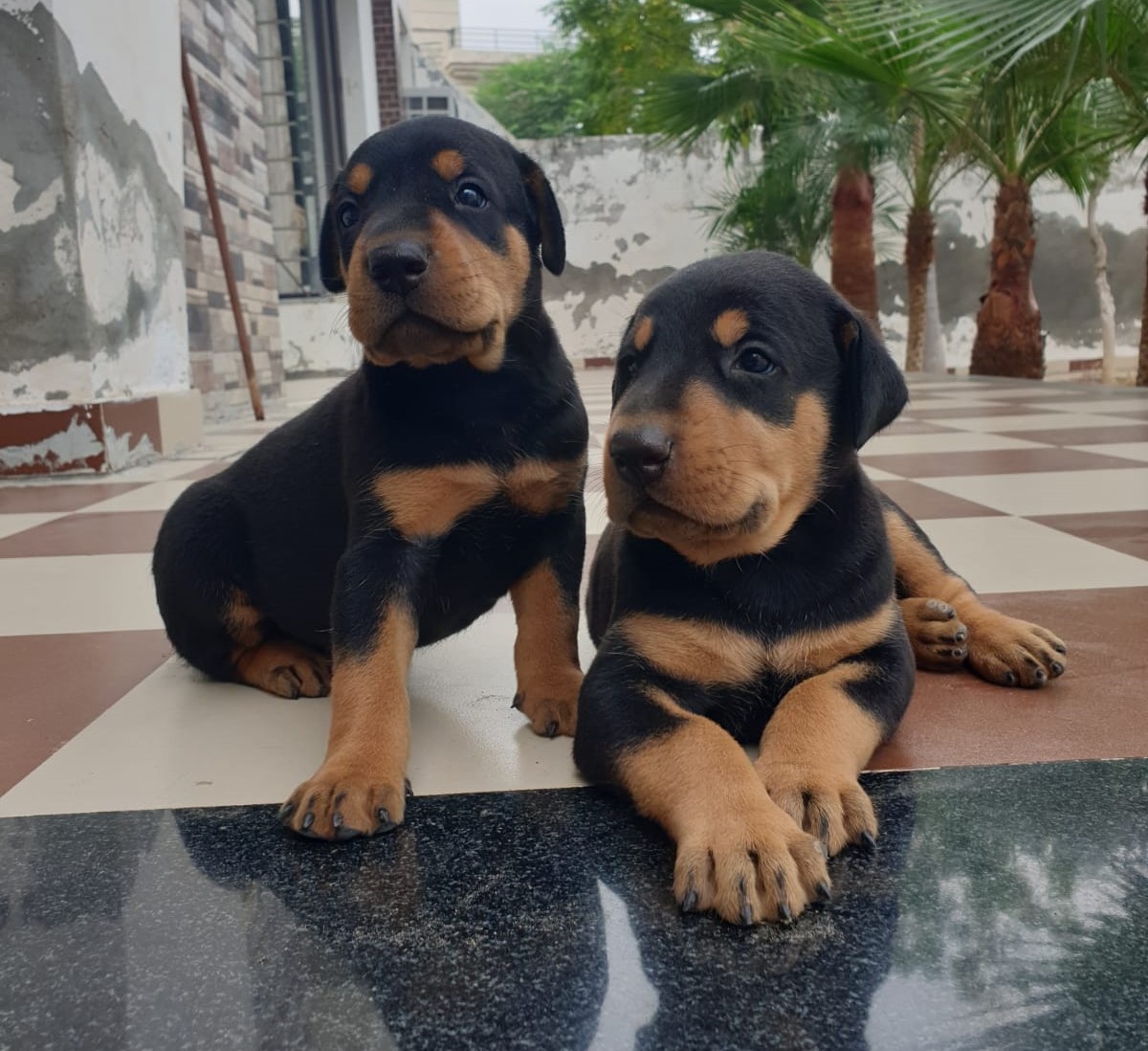 doberman puppies for sale online in kolkata