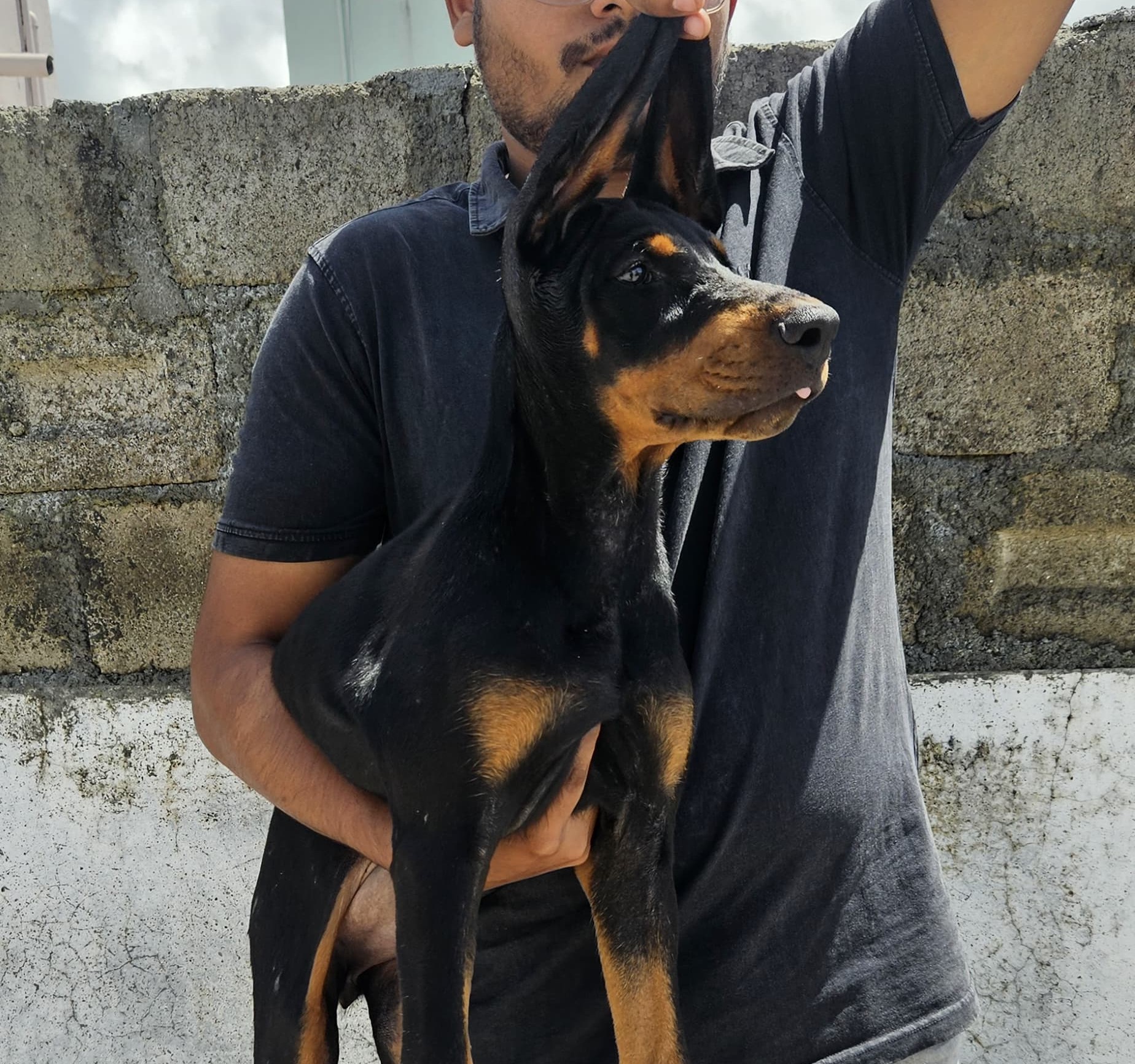 doberman pet shop in kolkata