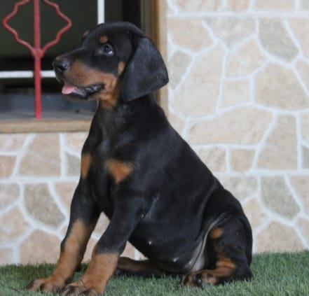 doberman dog breeder in hyderabad