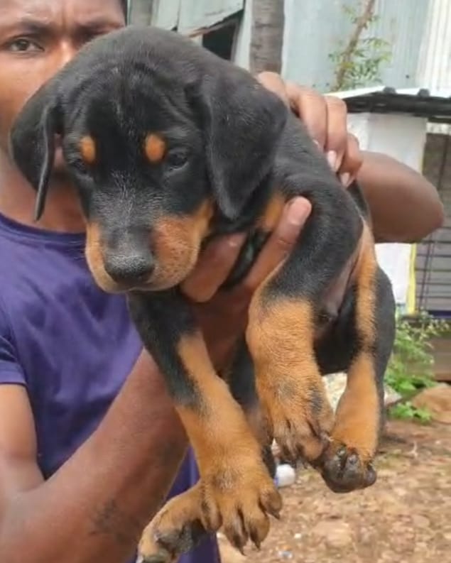 doberman puppies for sale online in hyderabad