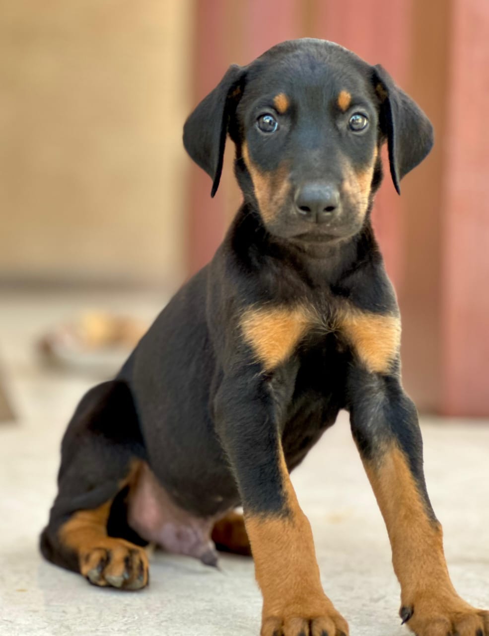 doberman dog price in hyderabad