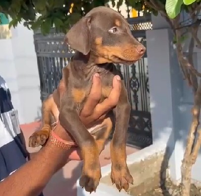 doberman pet shop in hyderabad