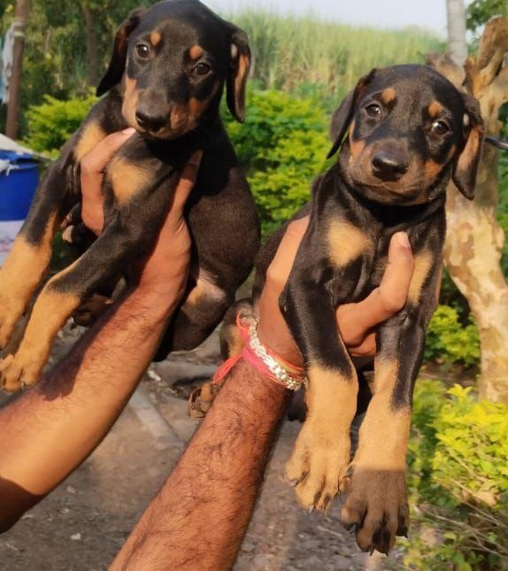 doberman dog price in goa