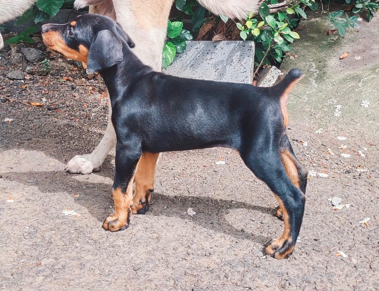 doberman dog breeder in goa