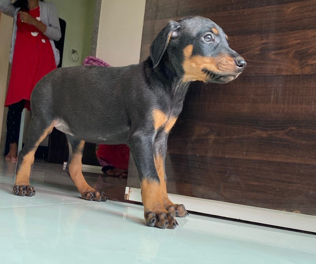 buy doberman puppy in goa