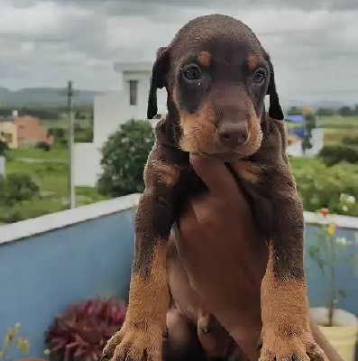 doberman puppies for sale online in goa