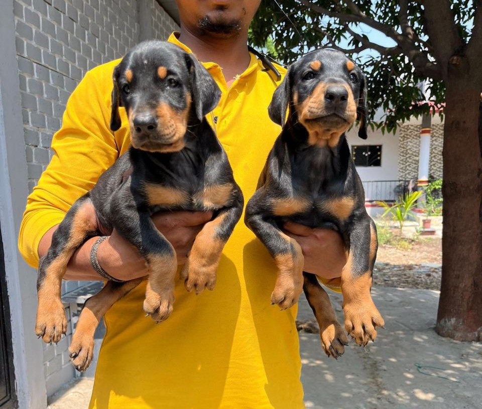 doberman dog kennel in goa