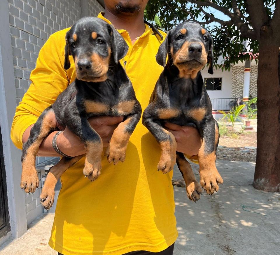 Doberman puppies for sale online in jaipur