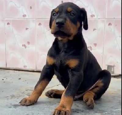 Doberman dog breeder in jaipur