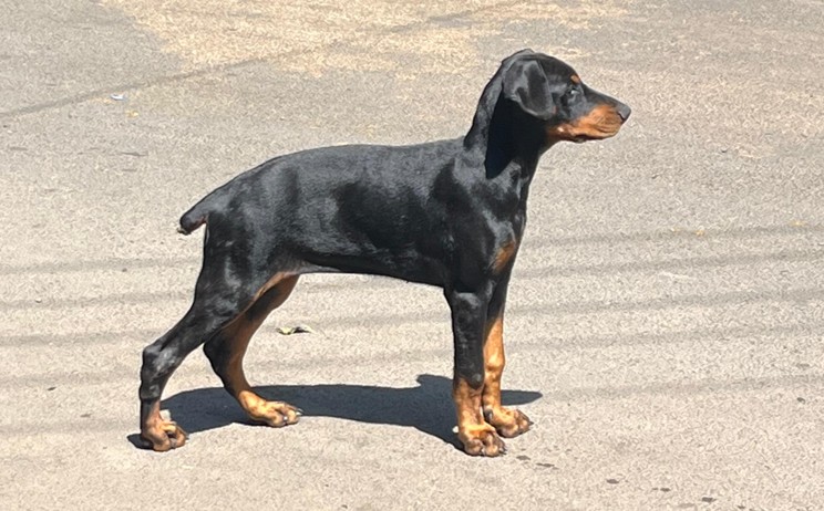 Doberman puppy price in jaipur