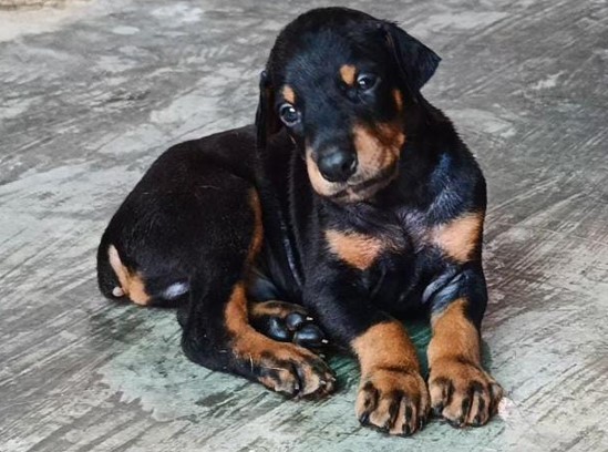 buy Doberman puppies in jaipur