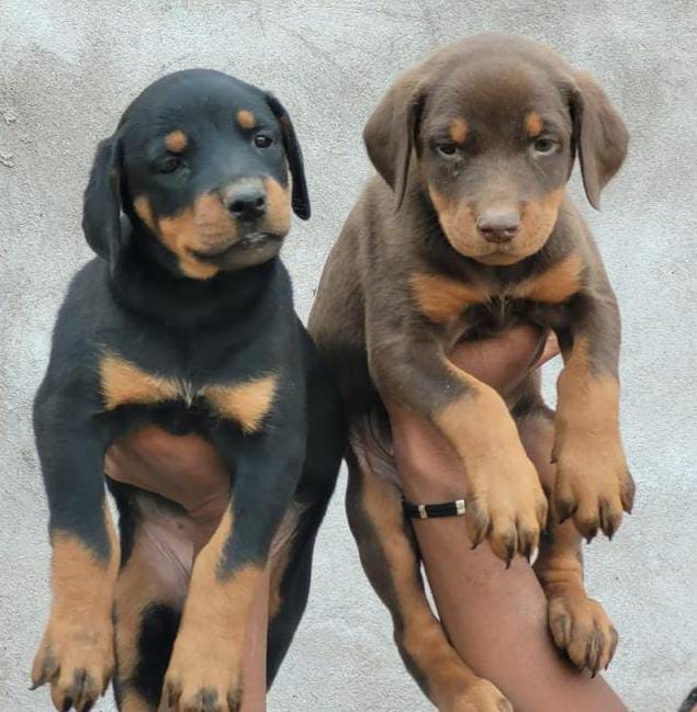 doberman dog breeder in vizag