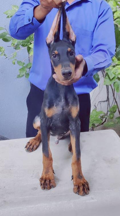 buy doberman puppies in vizag