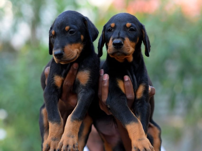 doberman puppies for sale online in vizag