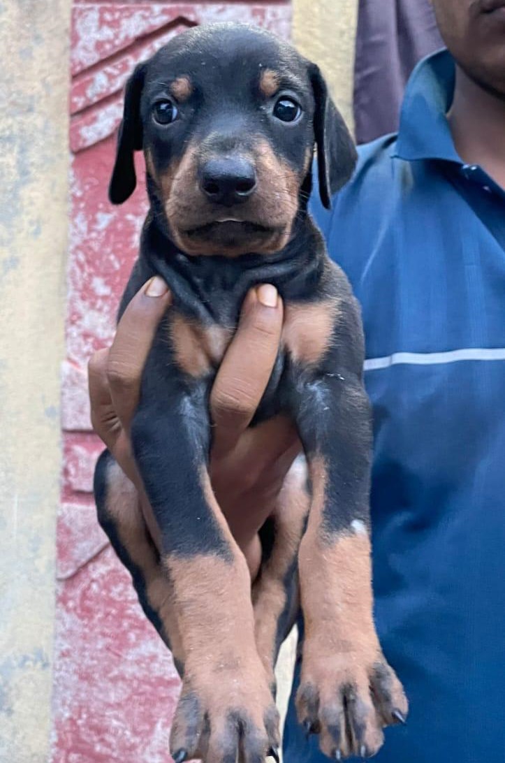 doberman dog price in vizag