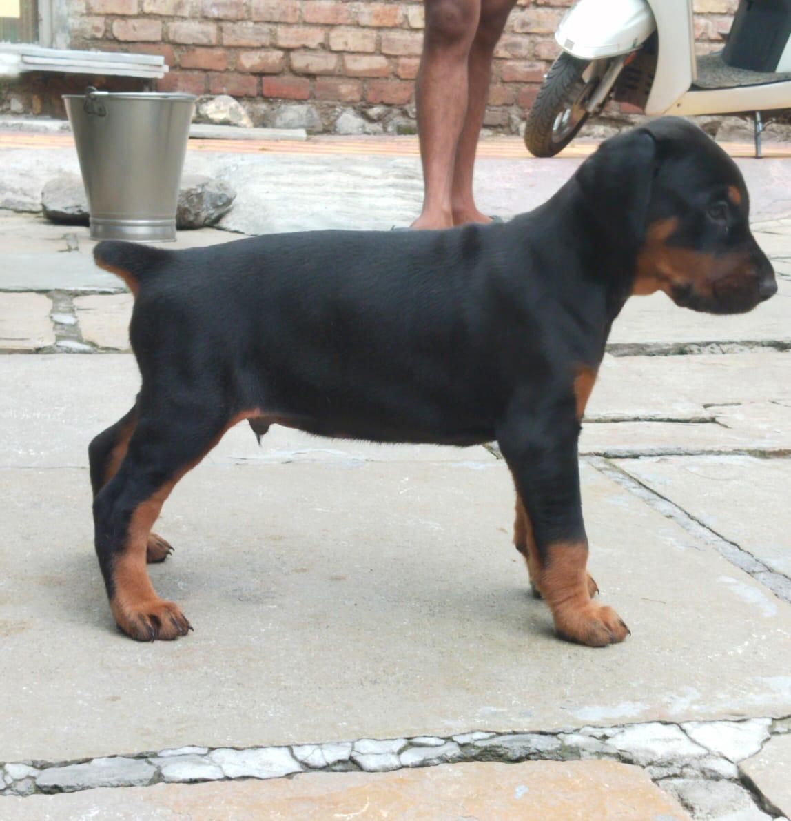 doberman pet shop in vizag