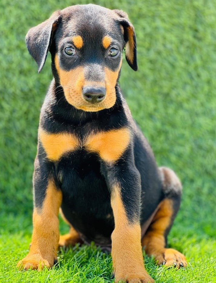 dobermanpuppy for sale in vizag