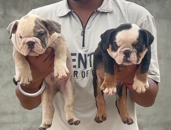 english bulldog price in mumbai