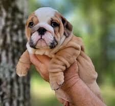 buy english bulldog puppies online in mumbai