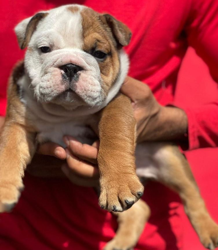 english bulldog puppies for sale online in mumbai