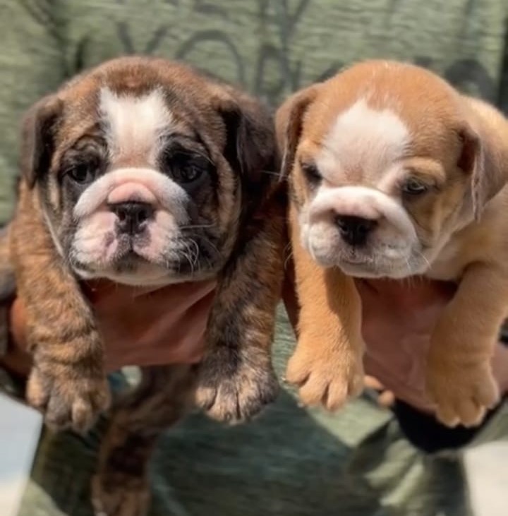 english bulldog breeder in mumbai