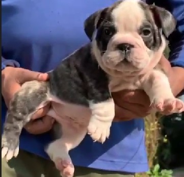 english bulldog price in pune