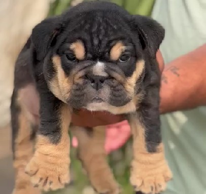 buy english bulldog puppies online in pune