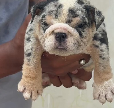 english bulldog breeder in pune