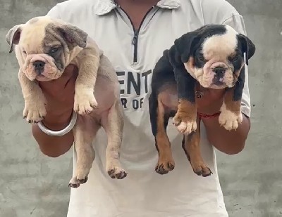 english bulldog pet shop in pune